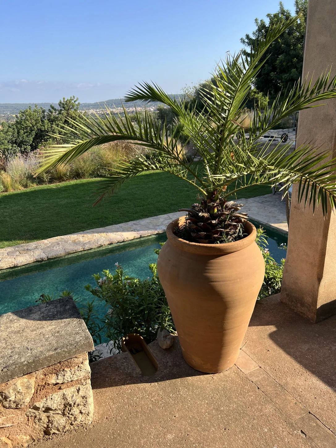 Palme i terrakottakrukke ved det private bassenget